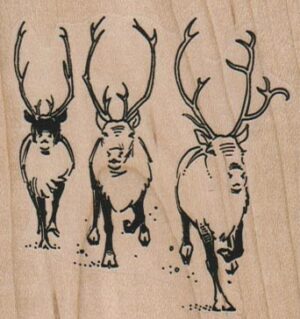 Caribou Trio 2 1/2 x 2 1/2-0