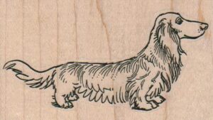 LongHaired Dachshund 3 x 1 3/4-0