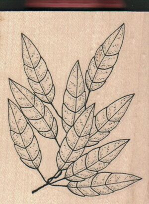 Long Leaves With Extra Leaf 3 x 3 1/2-0