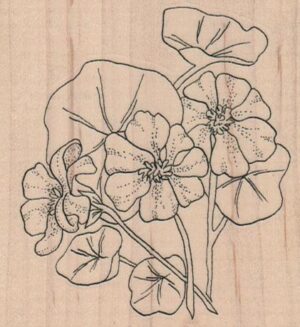 Nasturtiums 3 x 3 1/4-0