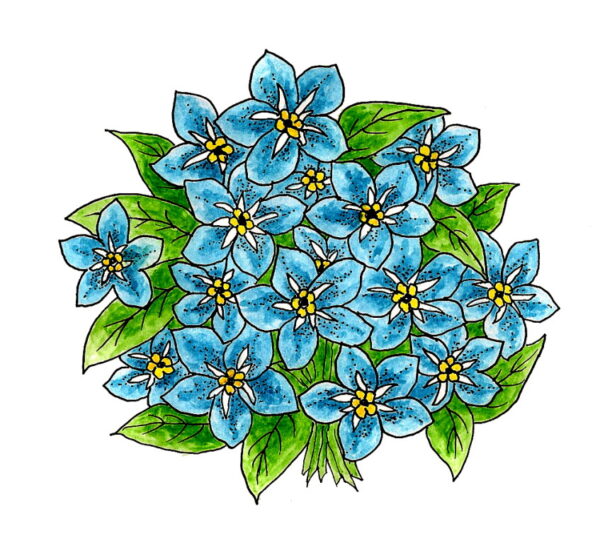 Forget-Me-Not Flowers 2 3/4 x 2 3/4-24434