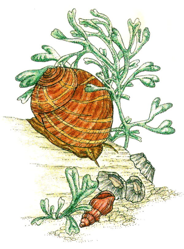 Sea Snail 3 x 3 3/4-24861