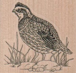 BobWhite Quail 2 1/4 x 2-0