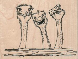 Ostrich Trio 4 x 3-0