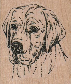 Labrador Retriever 2 x 2 1/4-0