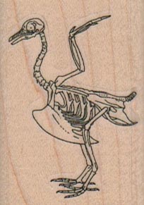 Bird Skeleton 1 1/2 x 2-0