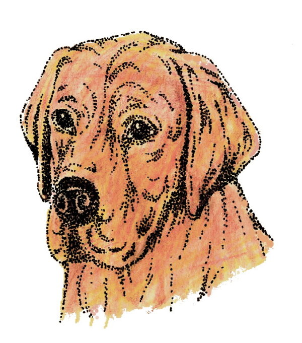 Labrador Retriever 2 x 2 1/4-26208