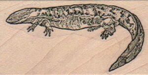 Lizard 1 1/4 x 2 1/4-0