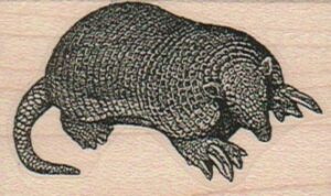 Armadillo 1 1/2 x 2 1/4-0