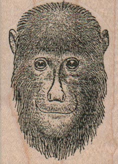 Chimp With Long Beard 1 3/4 x 2 1/4-0