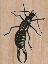 Earwig 1 1/2 x 1 3/4-0