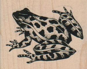 Leopard Frog 2 3/4 x 1 3/4-0