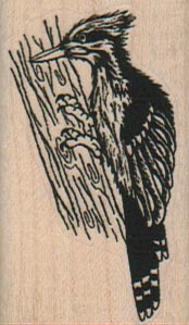 Pilated Woodpecker 1 14 x 2-0