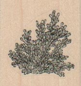 Sagebrush Small 1 1/4 x 1 1/4-0