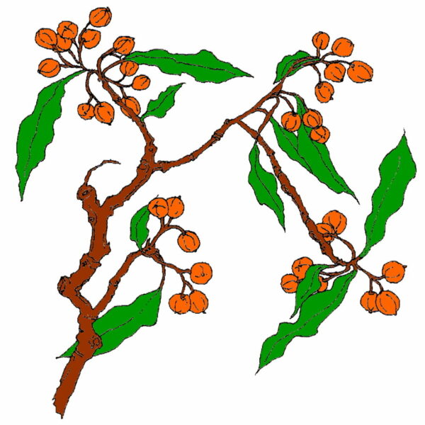 Mock Orange Branches 2 1/2 x 2 1/2-30916