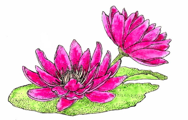 Flowering LilyPad 3 1/4 x 2 1/4-30919