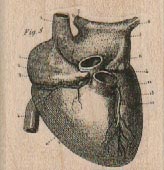 Heart Diagram 1 3/4 x 1 3/4-0