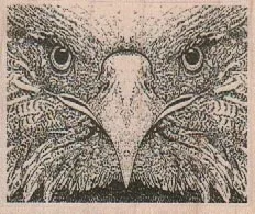 Hawk Closeup 2 1/2 x 2-0