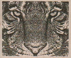 Tiger Closeup 2 1/2 x 2-0