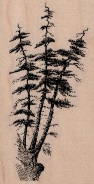 Straggly Pine Trees 2 1/2 x 4 1/2-0