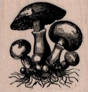 Wild Mushrooms 2 x 2-0