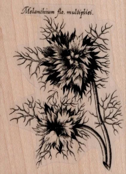 Melanthium Flo, Multipliei 2 1/4 x 3-0