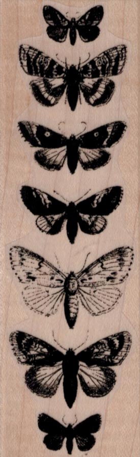 Butterfly Specimens 1 1/2 x 4 1/2-0