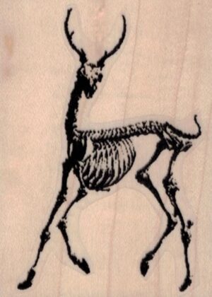 Antelope Skeleton 2 1/2 x 3 1/4-0