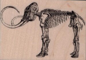 Woolly Mammoth Skeleton 4 x 2 3/4-0