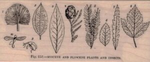 Miocene, Pliocene Plants/Insects 2 x 4 1/2-0