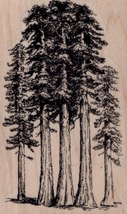 Redwood Trees 2 1/4 x 3 1/2-0