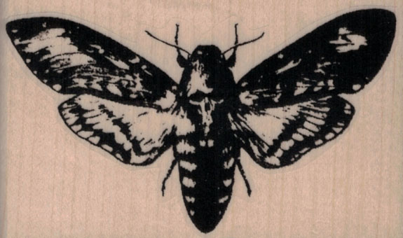 Deathhead Moth 3 x 1 3/4-0