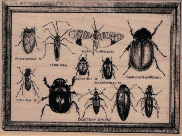 Bug Specimens 3 3/4 x 4 3/4-0