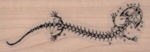 Lizard Skeleton Diagram 1 1/4 x 3-0