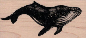 Humpback Whale 2 x 4-0