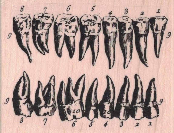 Teeth Diagram3 x 2 1/4-0