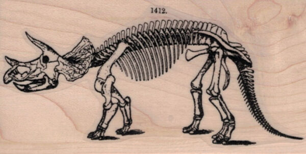 Triceratops Skeleton 2 x 3 1/2-0