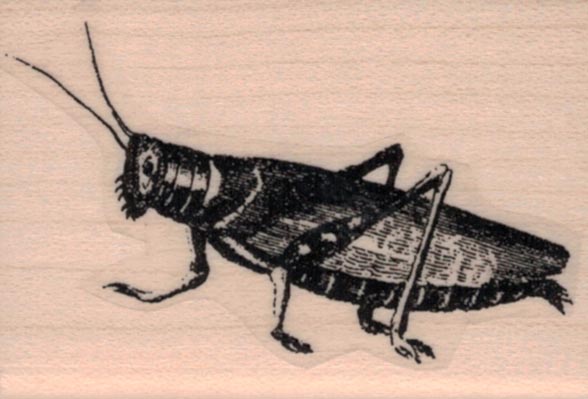Grasshopper 1 1/2 x 2-0