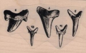 Shark Teeth Specimen 1 1/2 x 2 1/4-0