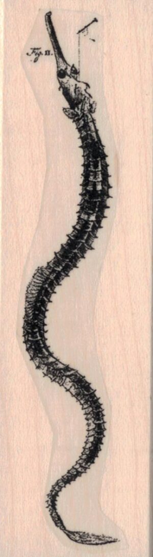 Beaked Sea Creature Specimen 1 1/4 x 4-0